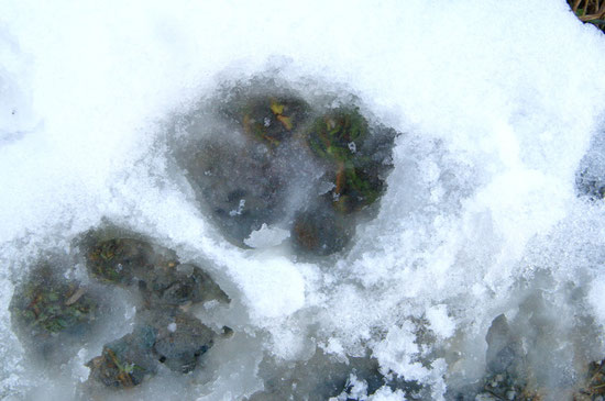 Spuren im Schnee & Eis...