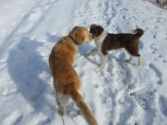 meine Schnee-Ladys Sunshine mit Findhund Kira