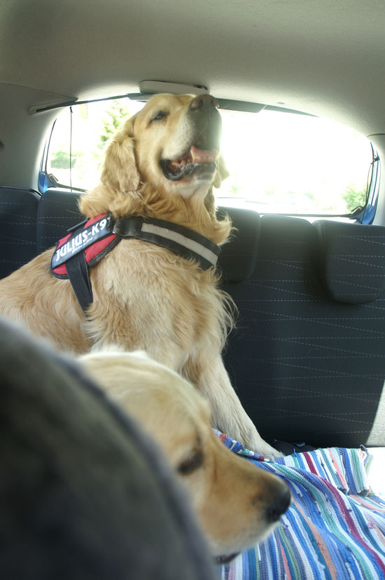 Dog on Tour