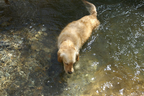 Und lieber im Wasser