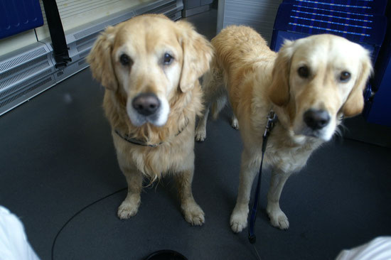die Goldi-Zügli Dogs