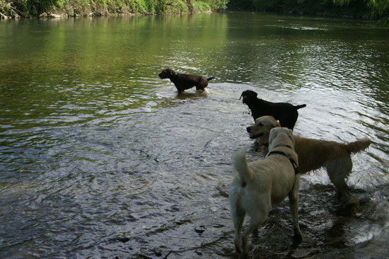 alle Hunde lieben Wasser