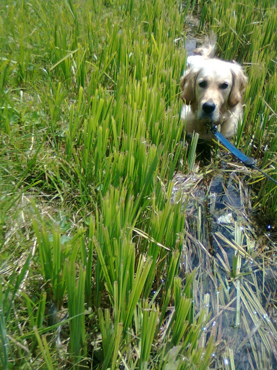 Sunny im Bächli
