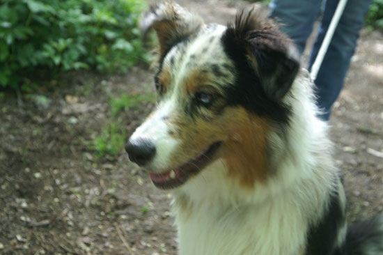 Australian Shepherd Mila