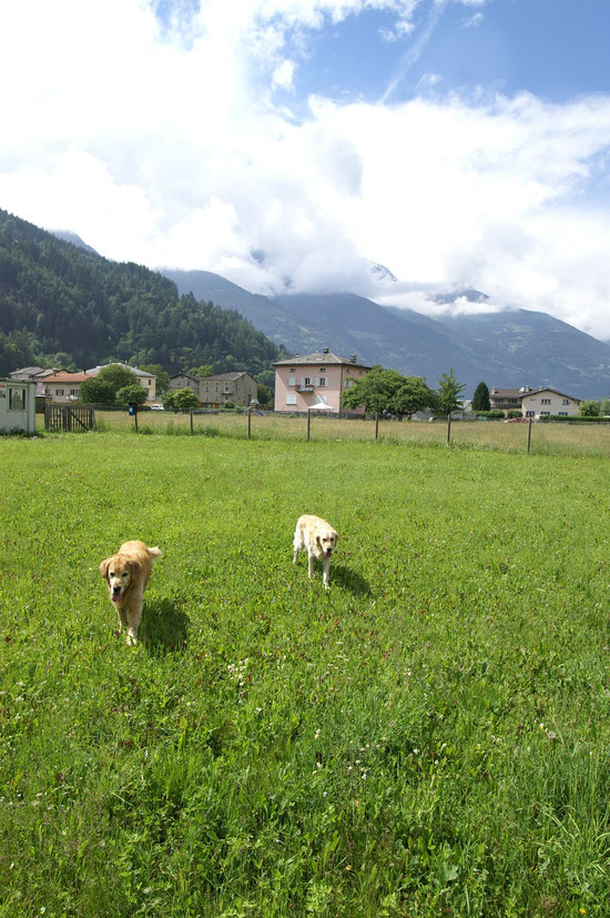 Hundeplatz Aldo Le Prese