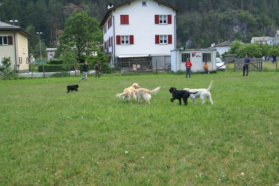 Das ganze Rudel...so schön