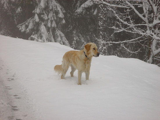 Sunny im tüfä Schnee