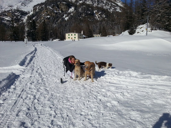 mit 3 crazy Dogs im Schnee