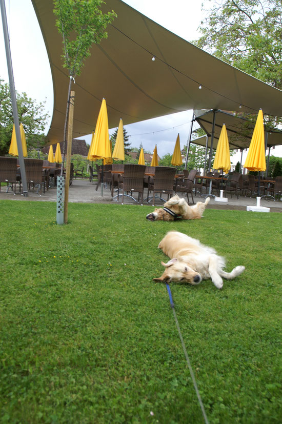 sich Hundi wohl fühlen im Klostergarten ( Gartenwirtschaft)