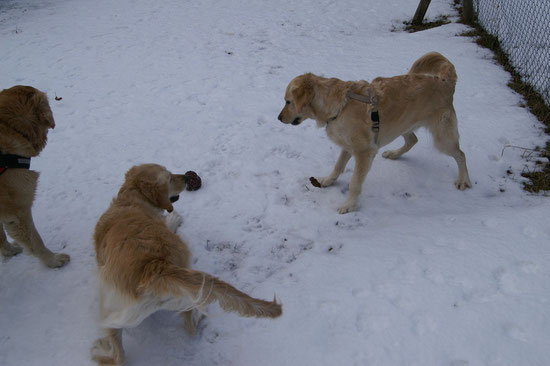 Spielen oder doch nicht...Luna will nicht Sunny will immer spielen