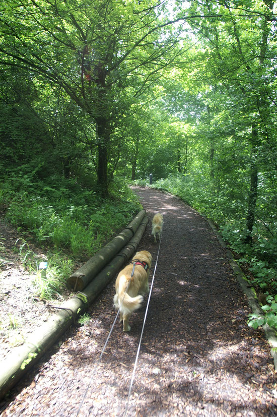 tolle Waldwegli herrlich weicher Boden