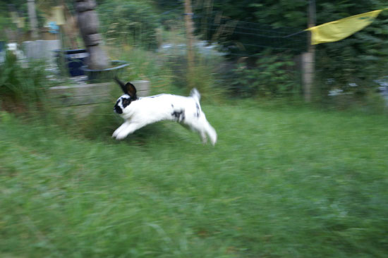 Daisys Hasensprung Jump