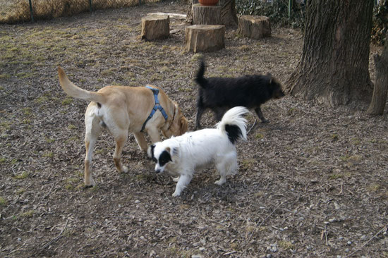 Oliver mit anderen Hundis
