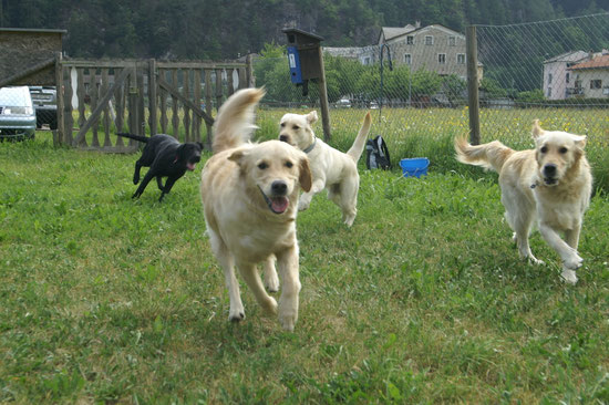 Action pur ( immer /sempre)!!!
