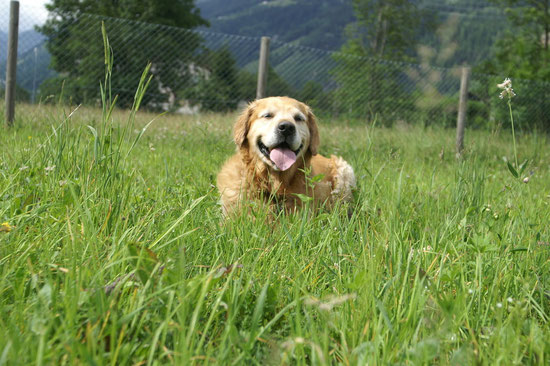 Arco im Gras
