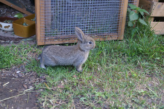 ich bin stolz ein Bunny zusein