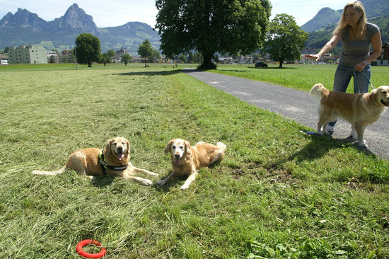 Sina & Arco the sweet Oldie Goldis