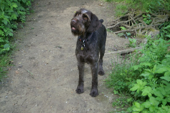 Sina D.Kurzhaar Jagdhund