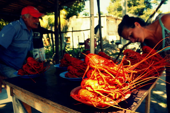 É SUAS LAGOSTAS FRESCAS  ?      (ELLE SONT FRAICHES VOS LANGOUSTES ?)