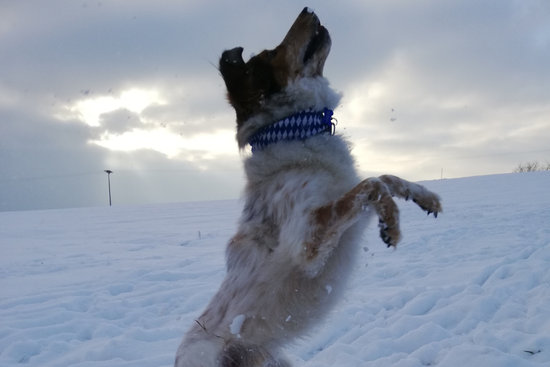 Hund Bruno im Schnee