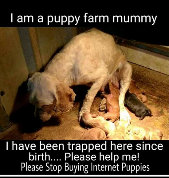 Traduzione: Sono un mamma in una Puppy-Farm, intrappolata qui dalla nascita, aiutami! Non comprare cuccioli economici in Internet