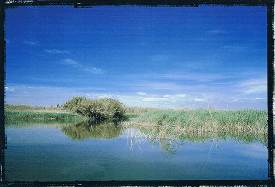 Los humedades del parque natural  del Fondo, son uno de los ecosistemas mas frágiles, Alicante, Comunidad Valenciana.