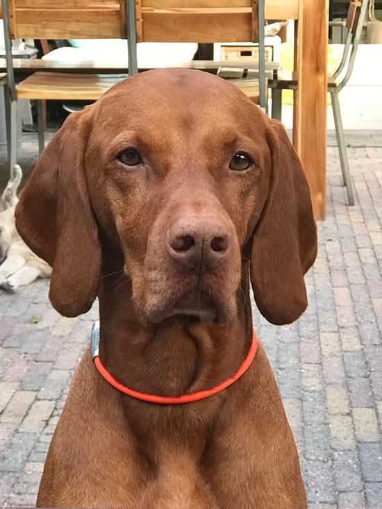 Vörös Vadász Loke (Guus)