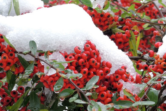ピラカンサに積もった初雪が赤い実の鮮やかさを引き立てている。