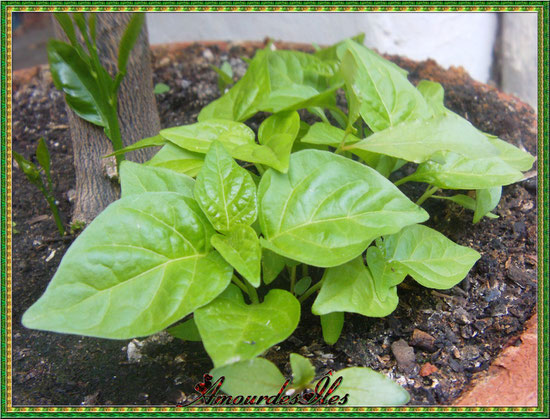 Petits plants de Piments Martin, très fort et très piquant!