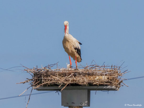 Weißstorch mit Jungvogel im Nest am Obermain