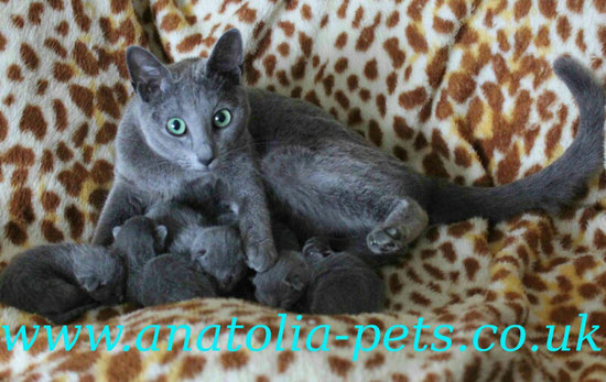 Lesya with kittens