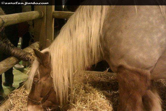 Cheval du Salon de l'agriculture ! Prise en photo par moi ! ~