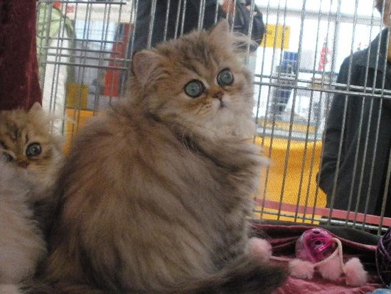 Shira