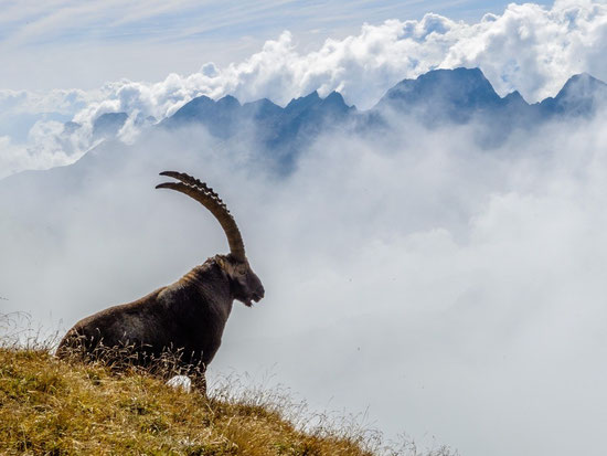König der Berge