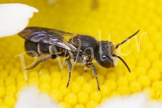 Bild: Löcherbiene, Osmia truncorum, Männchen, auf einer Margeritenblüte