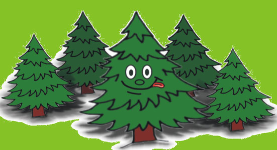 Weihnachtsbäume Osterod