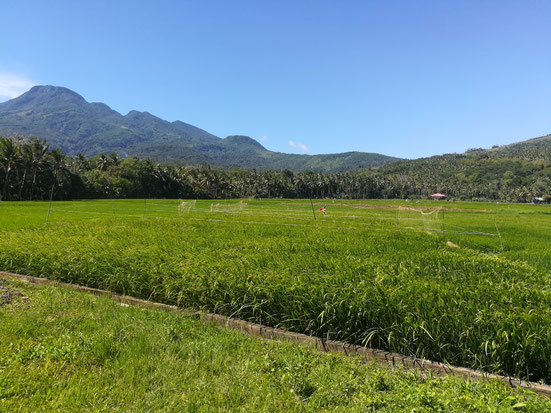 nypa style resort, camiguin, filippine, isola, pernottamento, bungalows, vacanze, escursioi, trekking, risaie, sorgenti acqua fredda, natura, giungla, foresta, #feelcamiguin