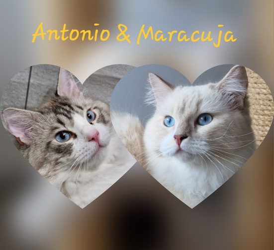 5 chatons sont nés le 29.10.2025