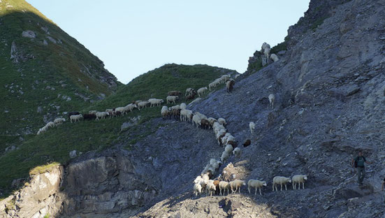Maienfelder Schafherde 