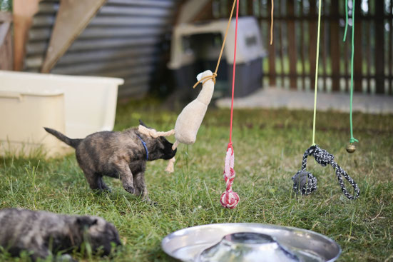 De pups zijn 4 weken. In het puppy park wordt volop ontdekt, gespeeld en vooral ook veel geslapen.