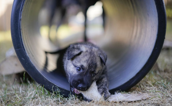 De pups zijn 6 weken. Snackies zijn favoriet.