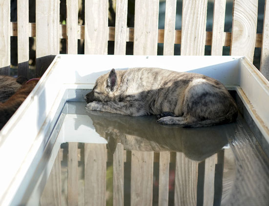 De pups zijn 6 weken. Zo blijf je zeker lekker "cool"