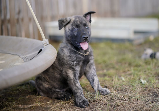 Pup bruin(grijs).
