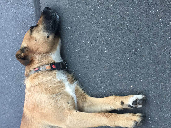 Bild: Joey zeigt Willi die kalte Schulter; Smeura Rumänien, Tierhilfe Hoffnung; Tierheim Bielefeld