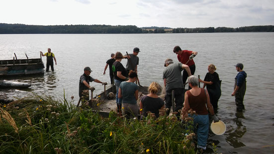 Wie in jedem Jahr, wurden auch in diesem, die Brutinsel für die Flussseeschwalben auf der Lieps gereinigt und anschließend ins Winterlager gebracht.