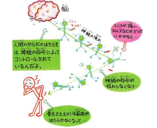 人間の体は神経の命令によってコントロールされている