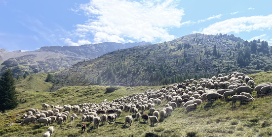 Schafalp Sut Fuina, Avers