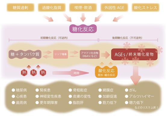 AGEs 終末糖化産物 - AGE Scanner-終末糖化産物測定器/日本正規 AGEs 終末糖化産物 - AGE Scanner-終末糖化産物測定器/日本正規