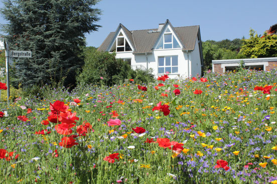 An der Bergstraße blüht es jedes Jahr aufs Neue, und auf der bunten Blumenwiese finden Bienen reichlich Futter. Foto: Konder