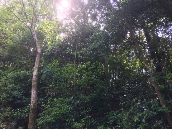 石切神社上之宮(筆者撮影)